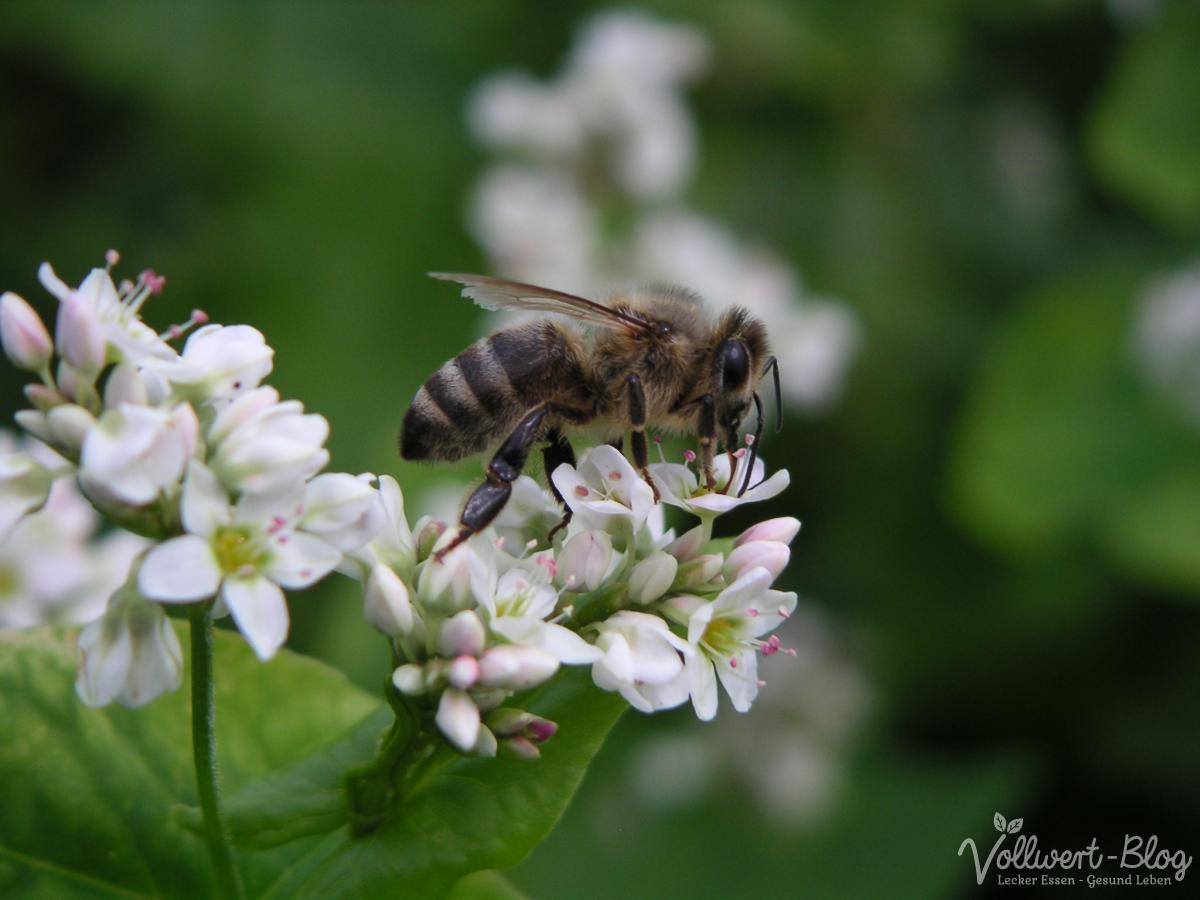 Schnelles Dinkel-Buchweizen-Brot mit vielen Saaten + Buchweizenanbau im ...