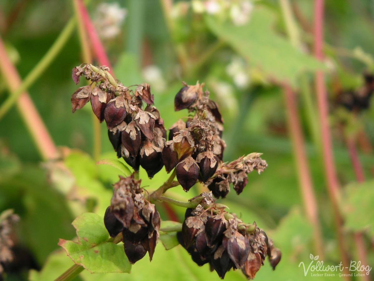 Schnelles Dinkel-Buchweizen-Brot mit vielen Saaten + Buchweizenanbau im ...